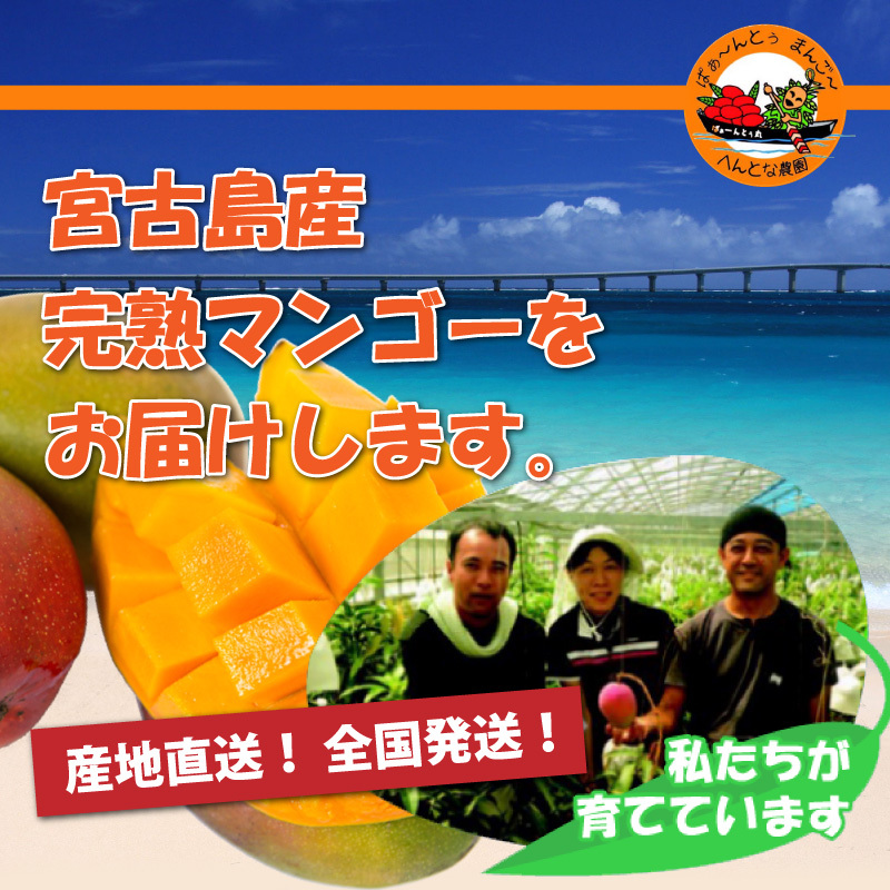 宮古島マンゴー へんとな農園 完熟マンゴーを産地直送！