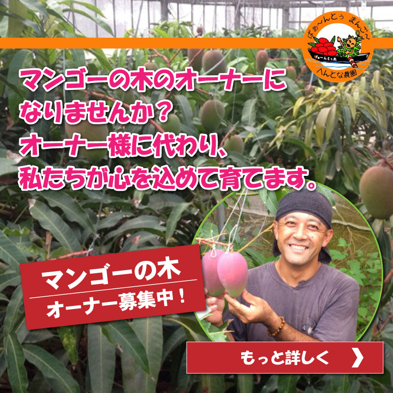 宮古島マンゴー へんとな農園 | 完熟マンゴーを産地直送！