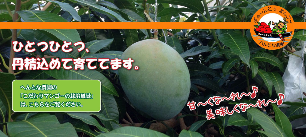 沖縄・宮古島のマンゴー農家から産地直送！宮崎「太陽のたまご」にも負けない美味しくて甘いマンゴーです。